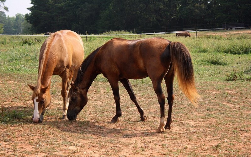 Horses grazing in a field
