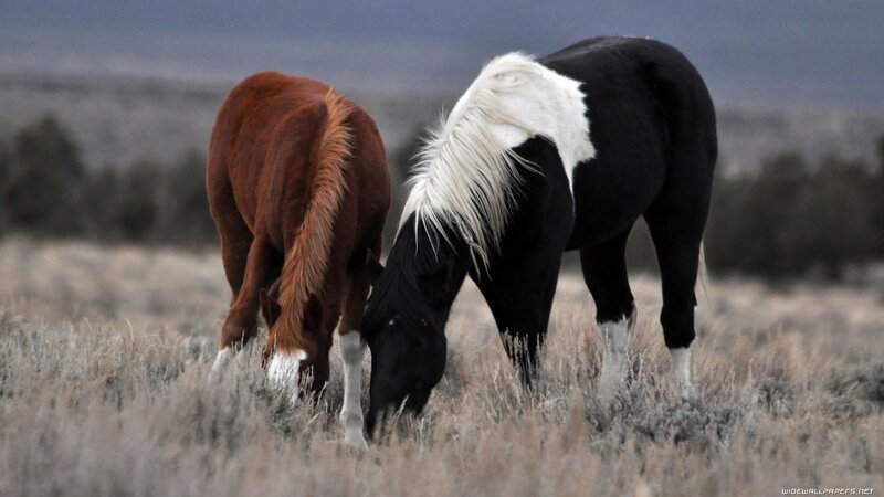 horses grazing in a field