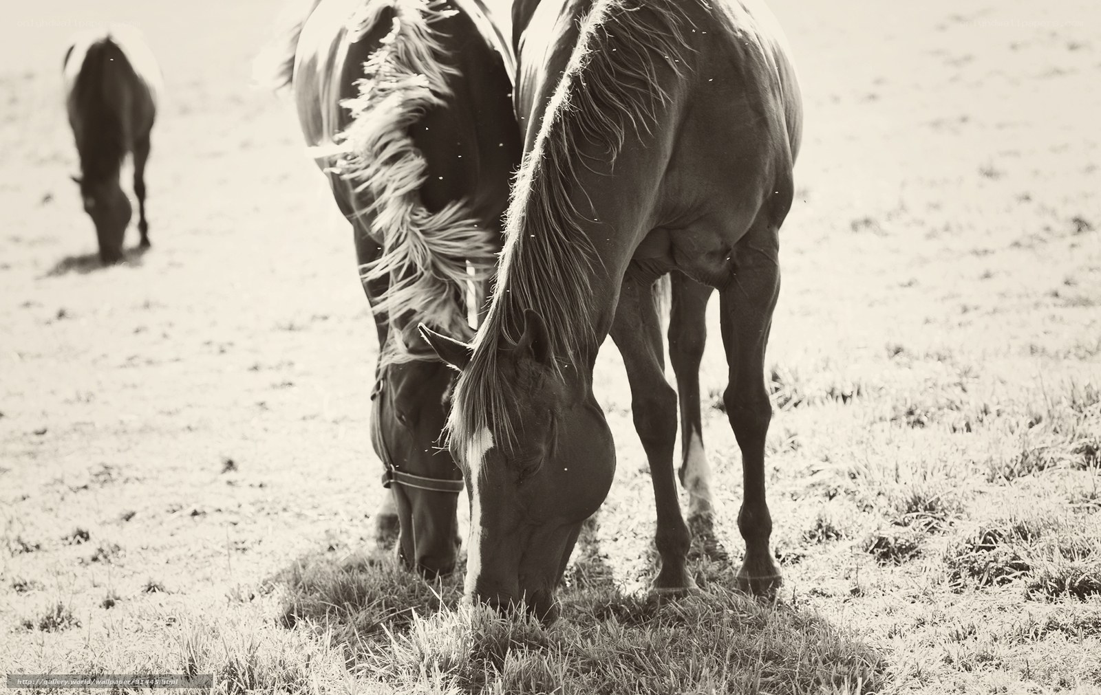 Horses grazing in a field