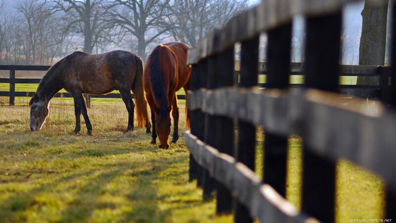 Horses grazing in a field