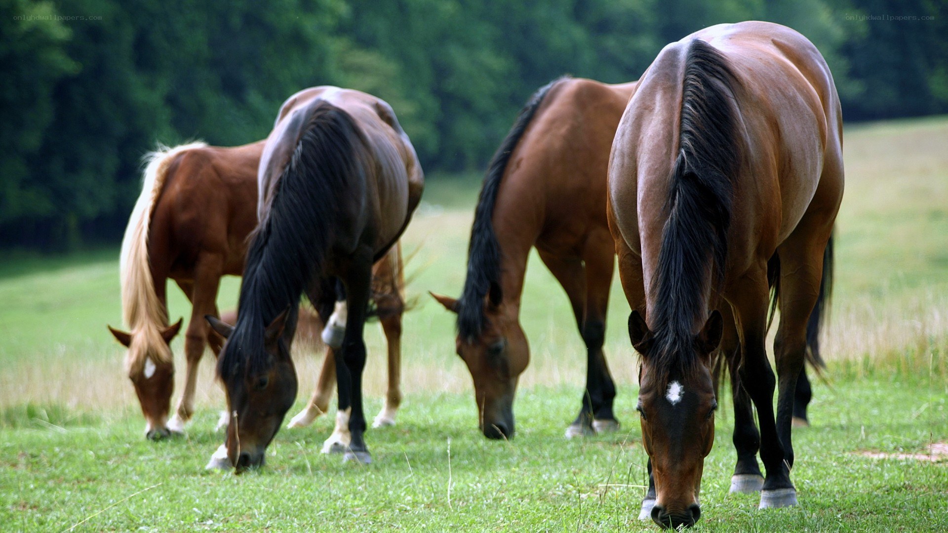 horses grazing in a field