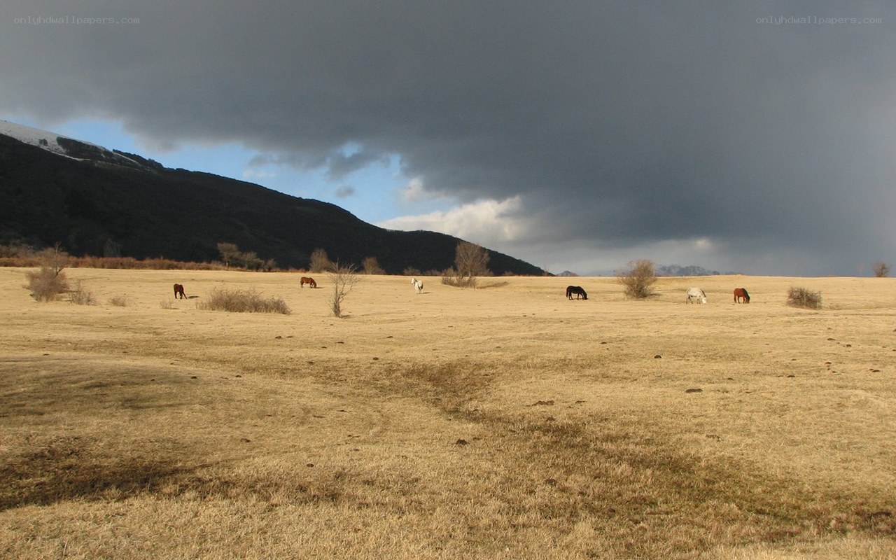 Horses grazing in a field