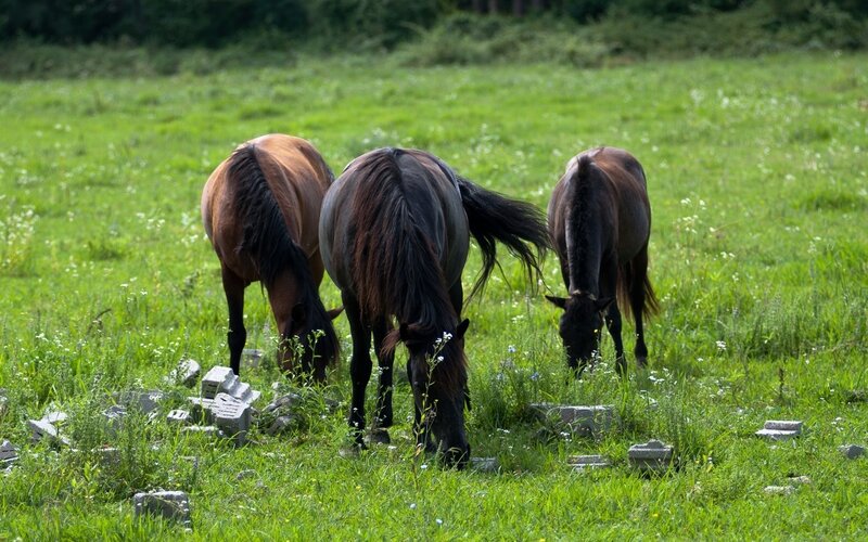 Horses grazing in a field