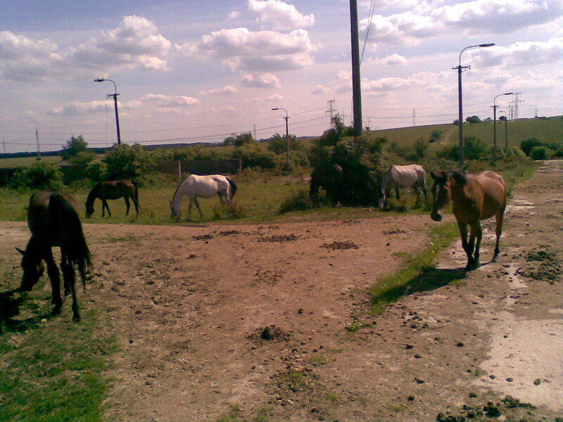 Horses grazing in a field