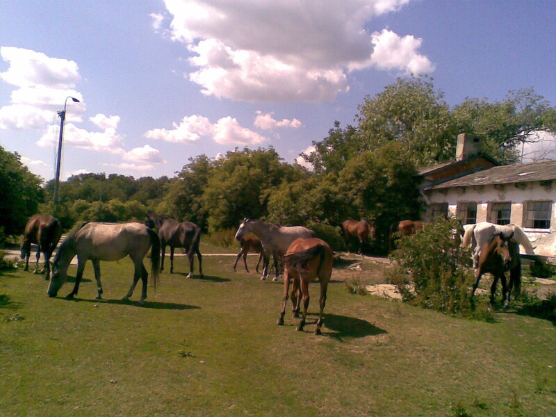 Horses grazing in a field