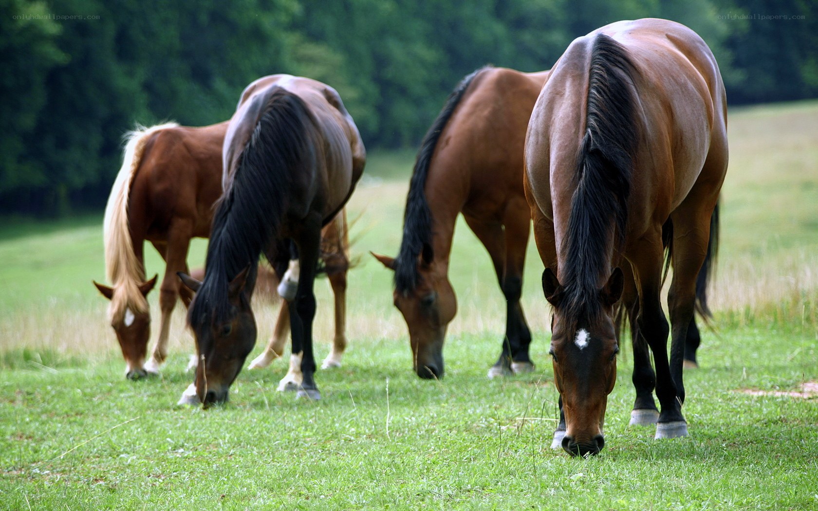 horses grazing in a field