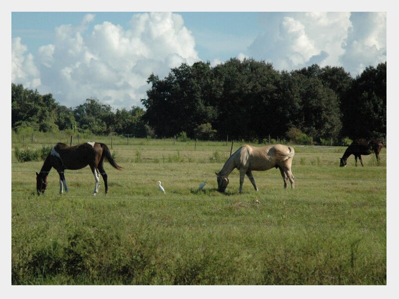 Horses grazing in a field
