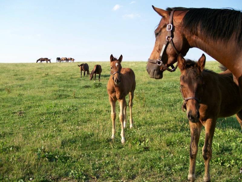 Horses grazing in a field