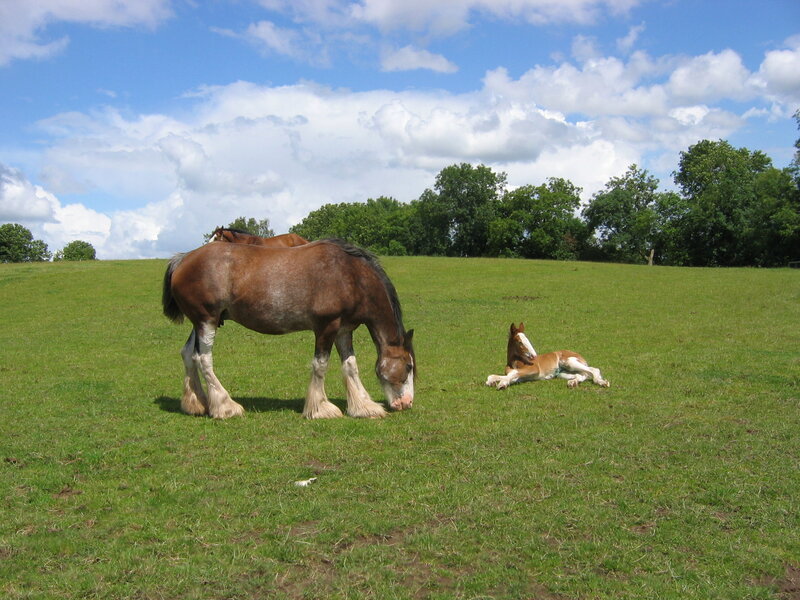 Horses grazing in a field