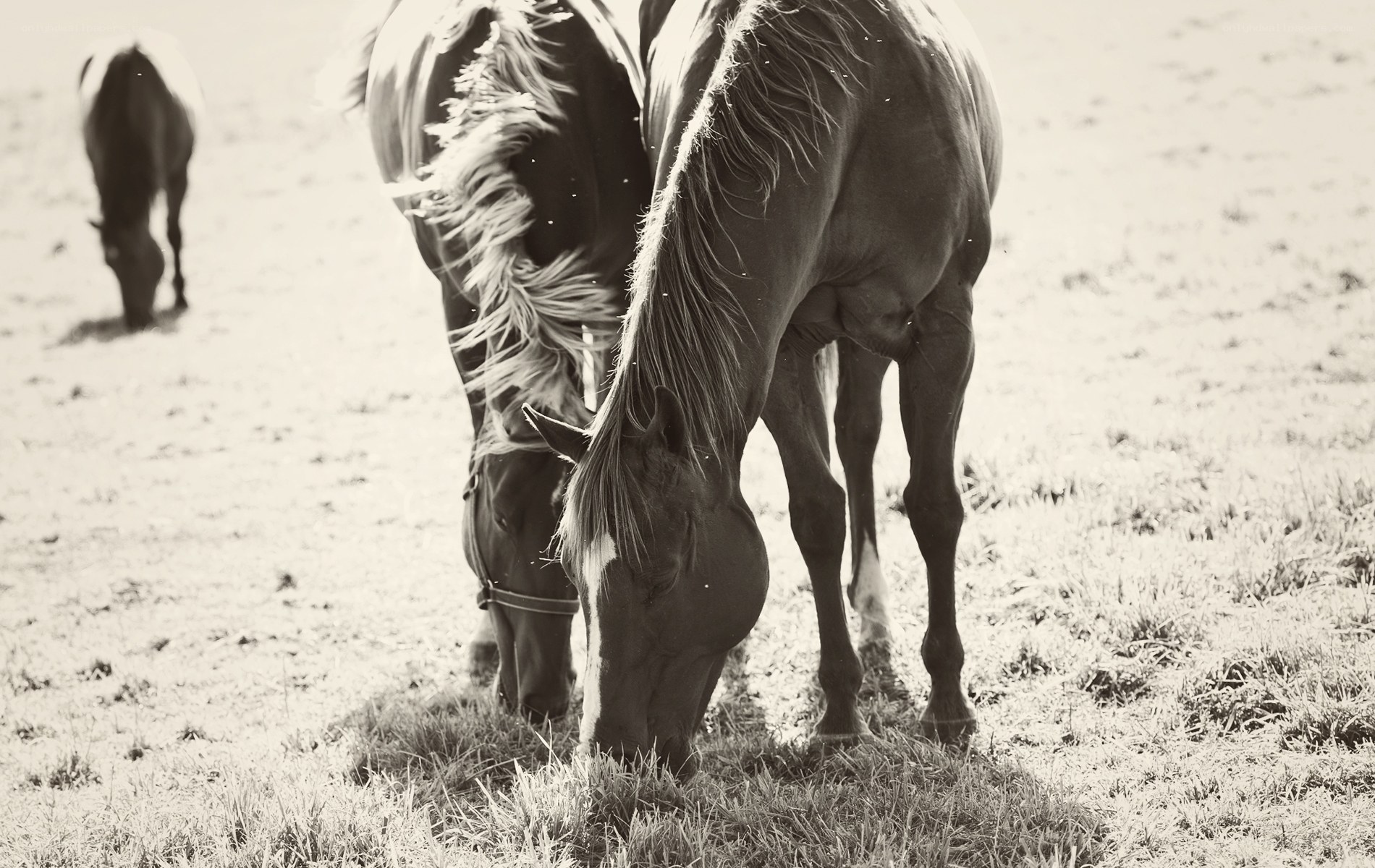 horses grazing in a field