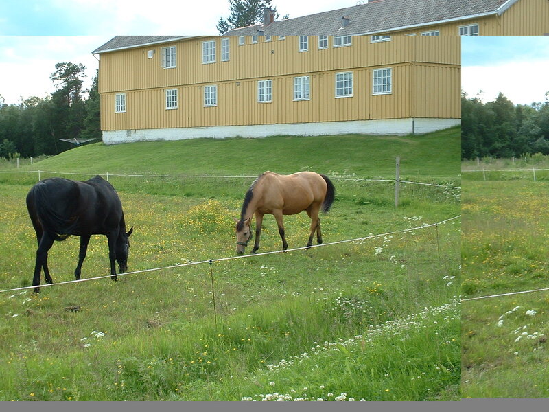 Horses grazing in a field