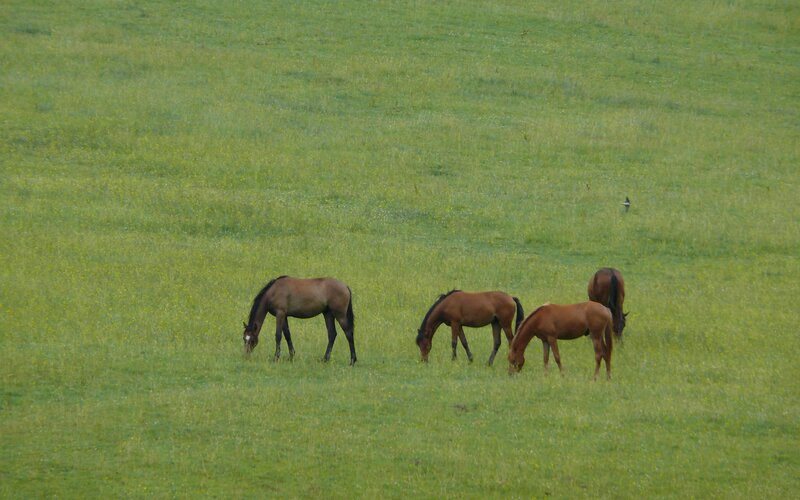 Horses grazing in a field