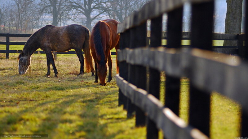 Horses grazing in a field