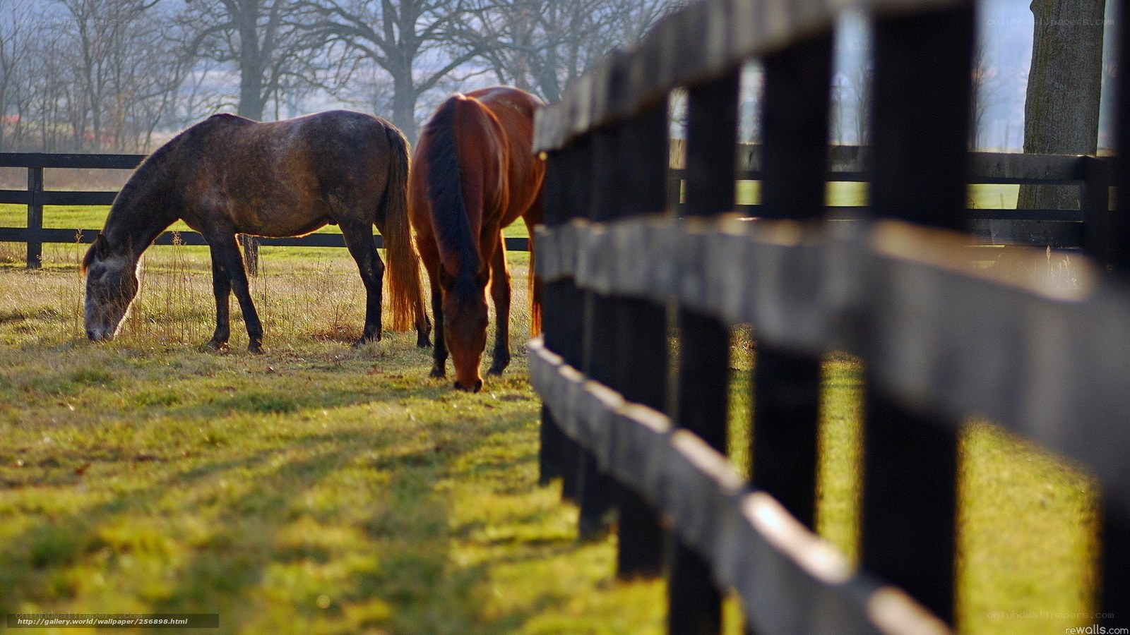 Horses grazing in a field