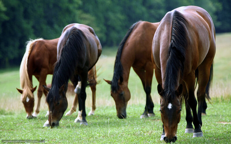 horses grazing in a field