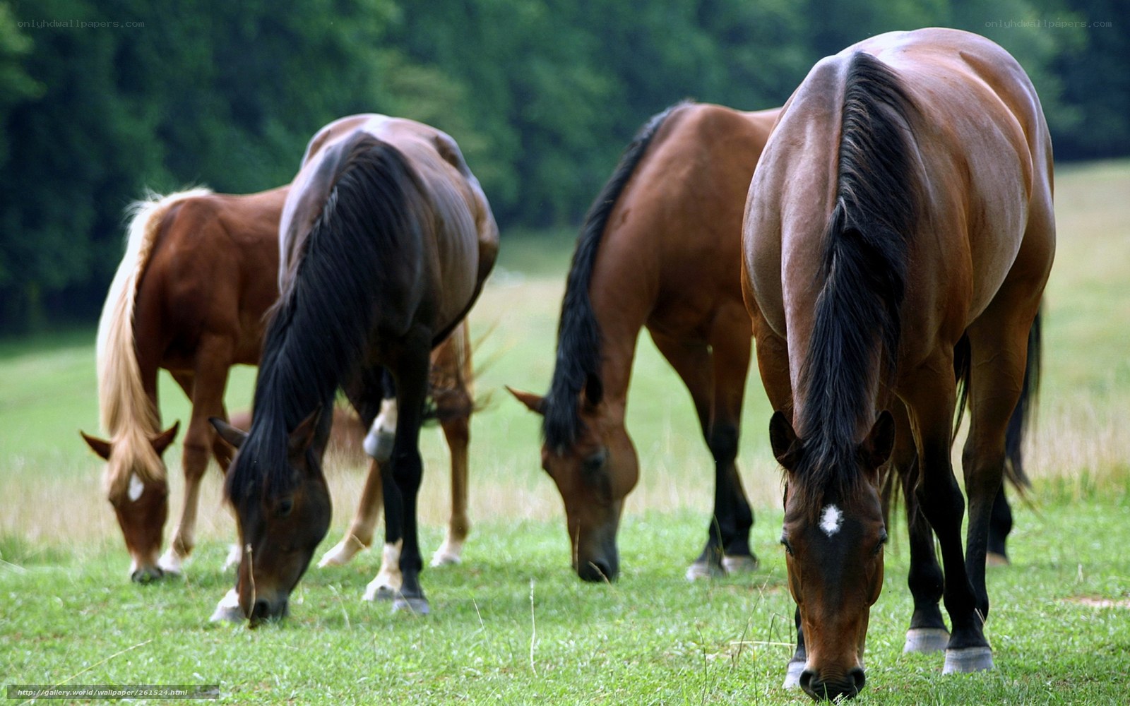horses grazing in a field