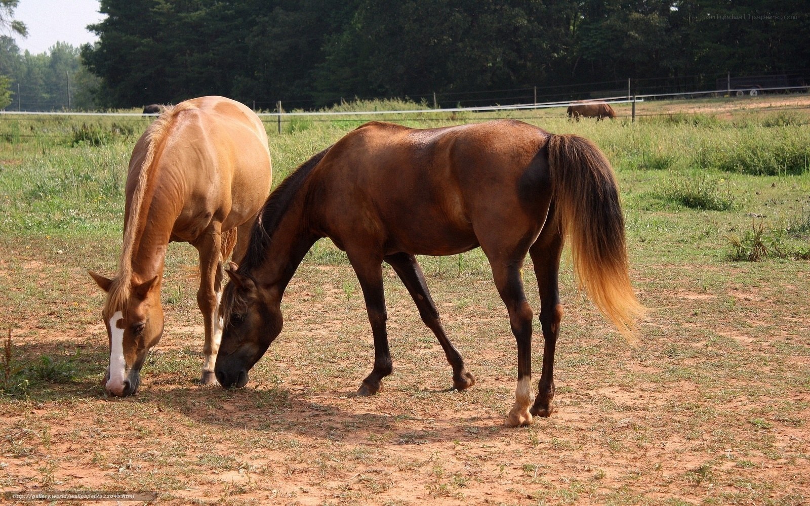 Horses grazing in a field