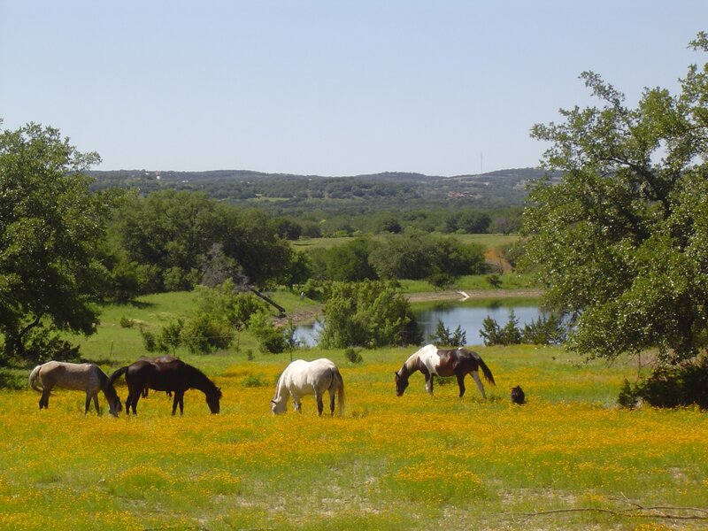 Horses grazing in a flower field