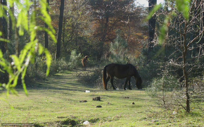 Horses grazing in a forest clearing