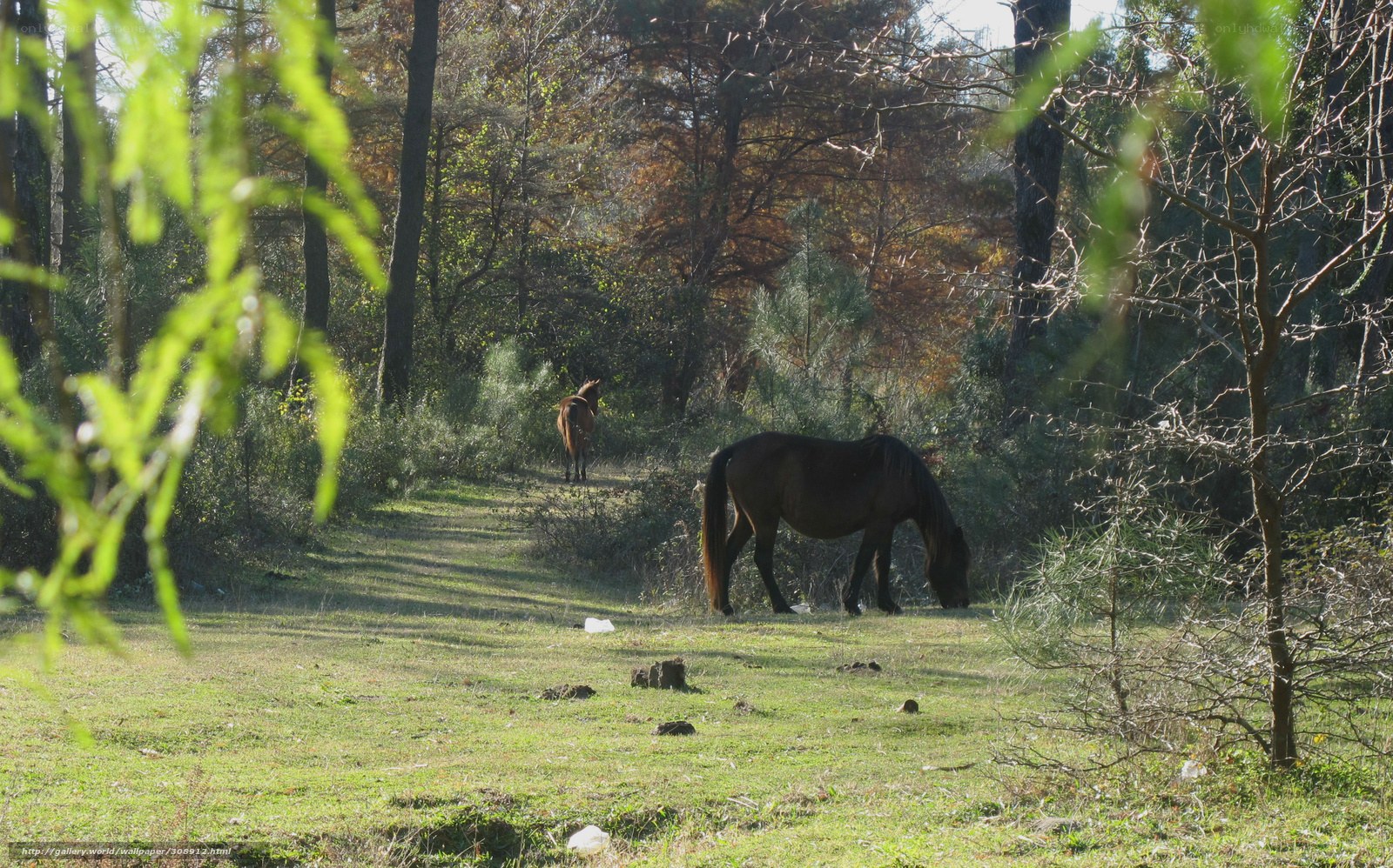 Horses grazing in a forest clearing