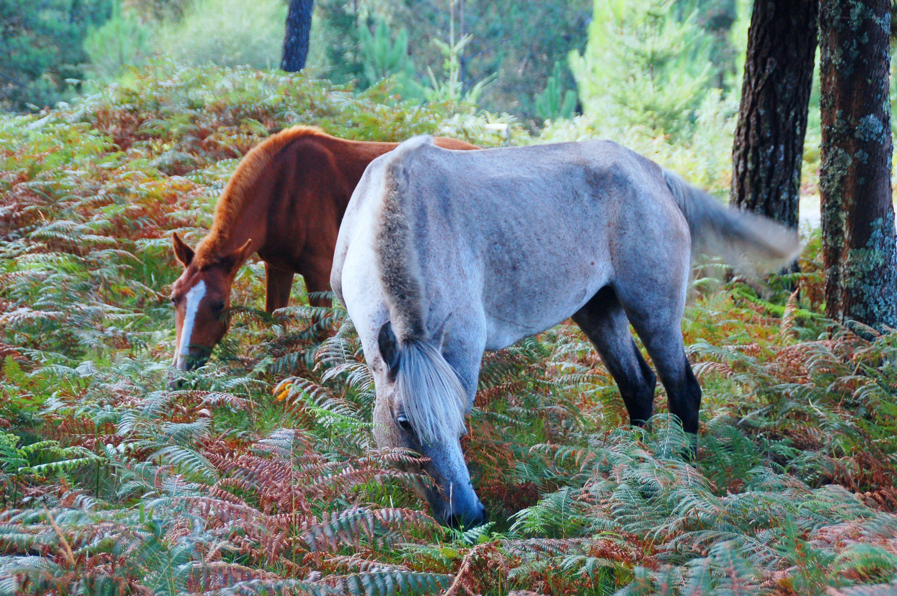 Horses grazing in a forest