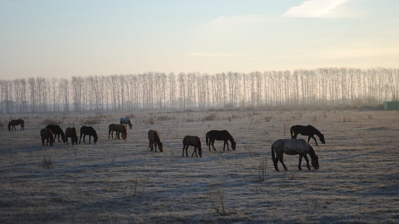 Horses grazing in a frosty field