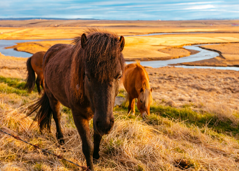 Horses grazing in a golden field