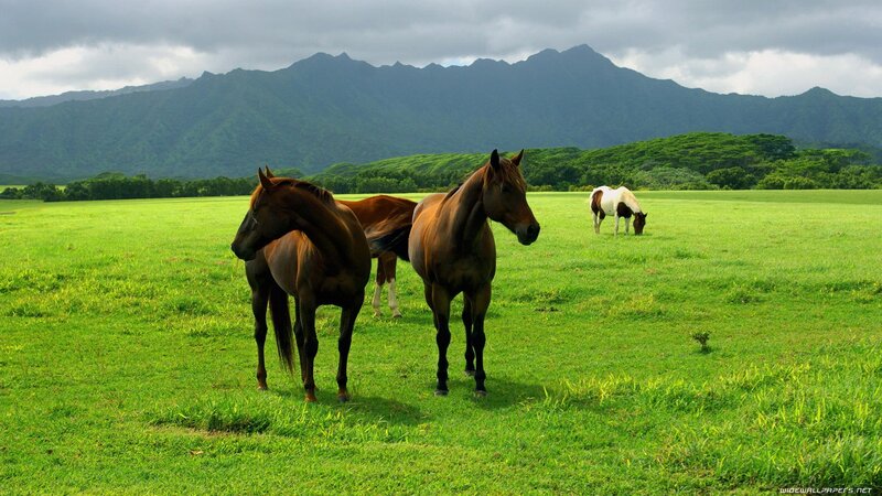 Horses grazing in a green field