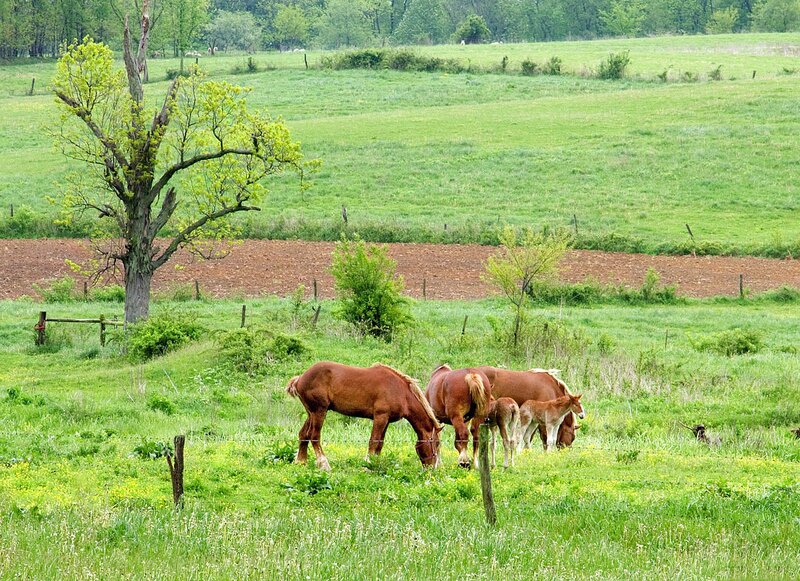 Horses grazing in a green field
