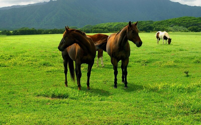 Horses grazing in a green field