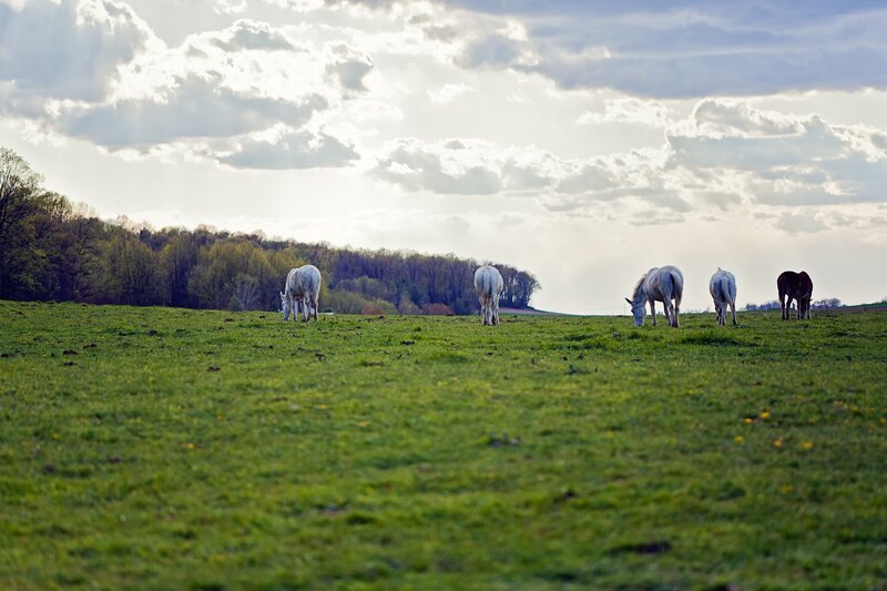 Horses grazing in a green field