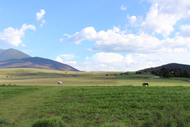 Horses grazing in a green field