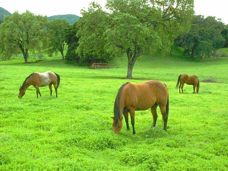 Horses grazing in a green field