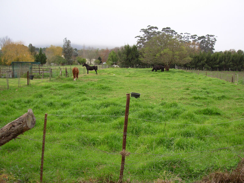 Horses grazing in a green field
