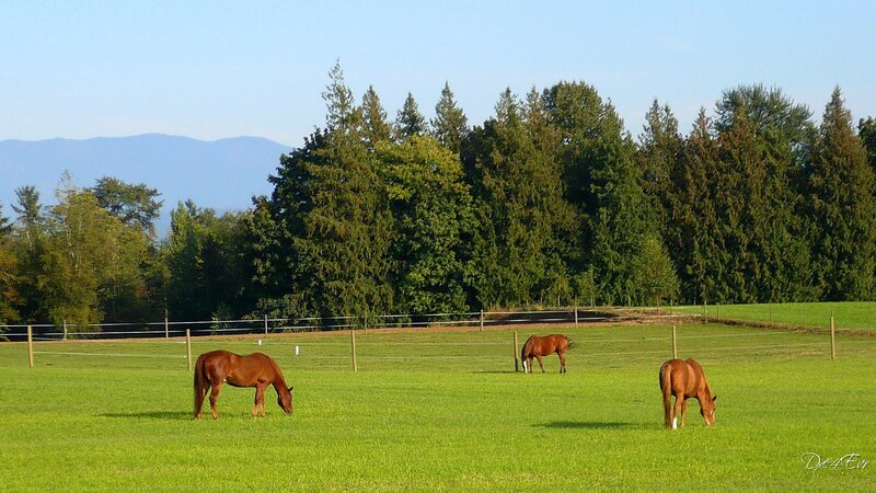 Horses grazing in a green field