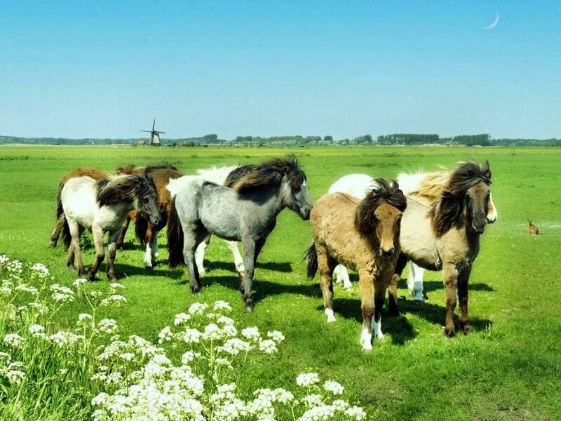 Horses grazing in a green field