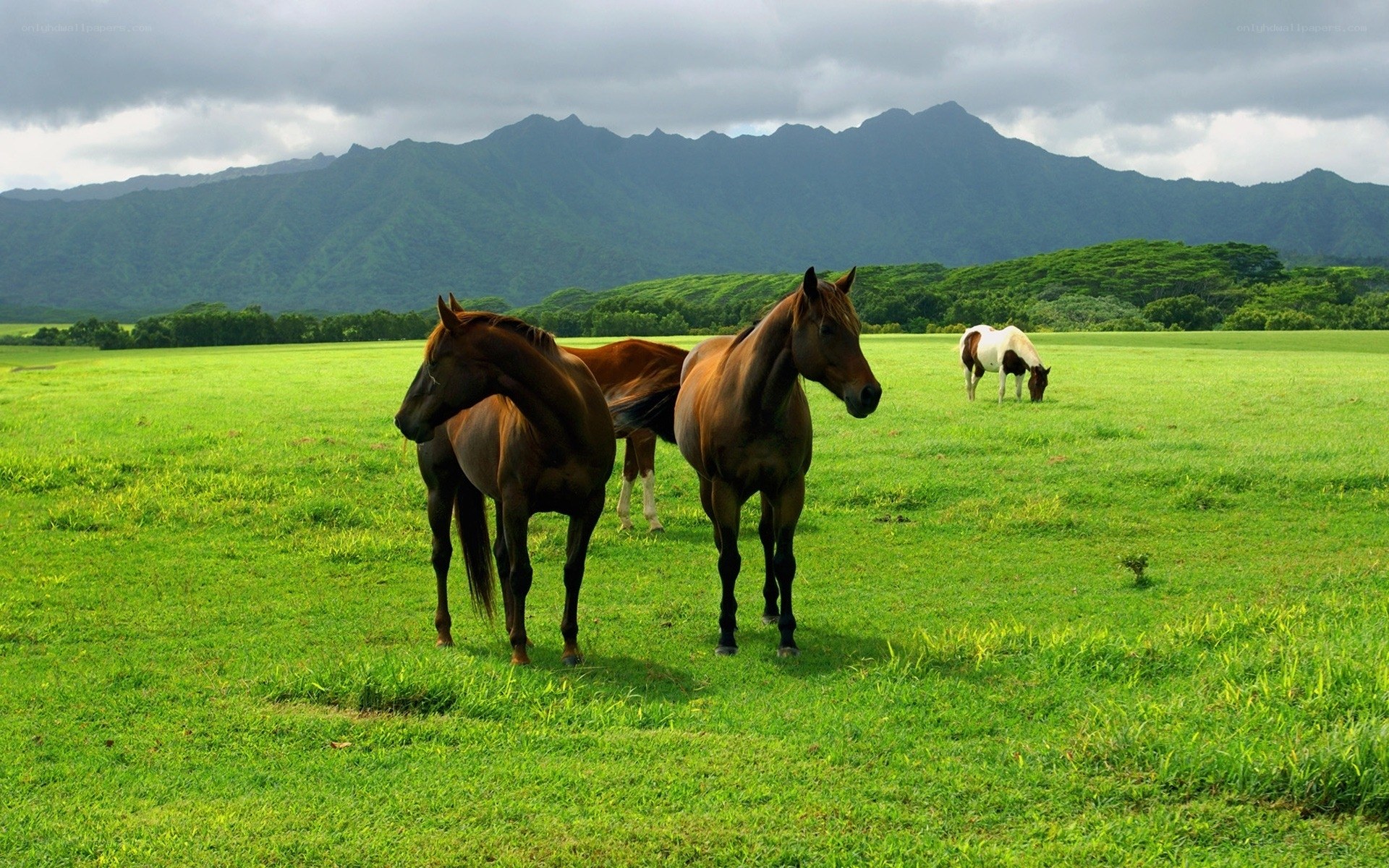 Horses grazing in a green field