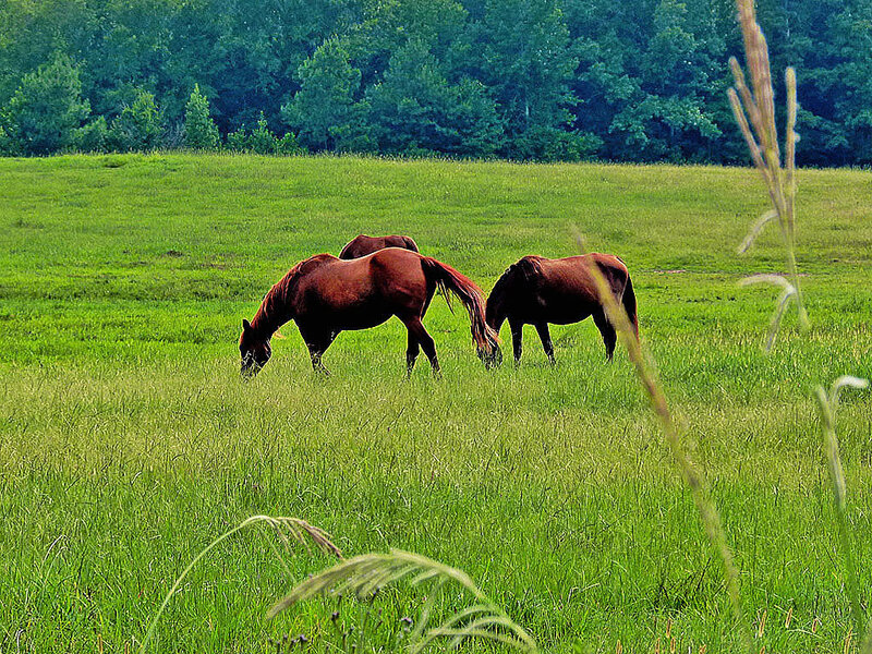 Horses grazing in a green field