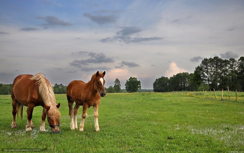 Horses grazing in a green field