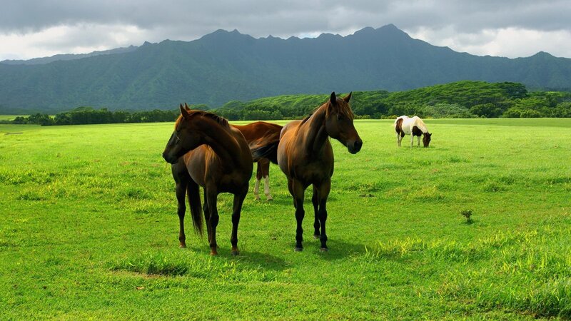 Horses grazing in a green field
