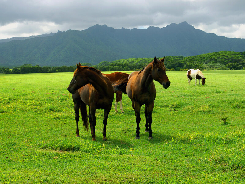 Horses grazing in a green field