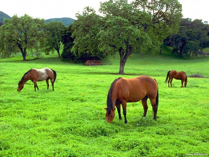 Horses grazing in a green field