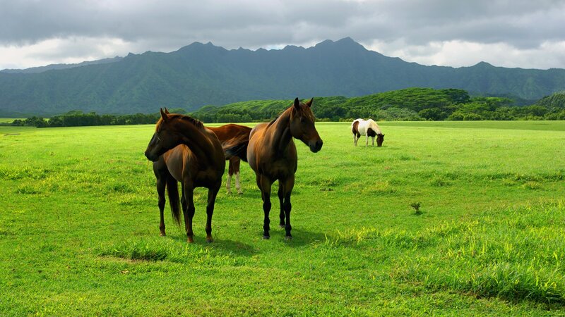 Horses grazing in a green field