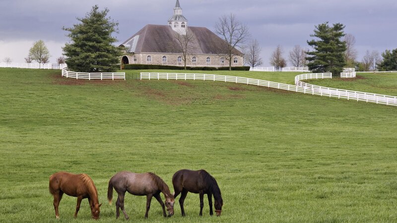 Horses grazing in a green field