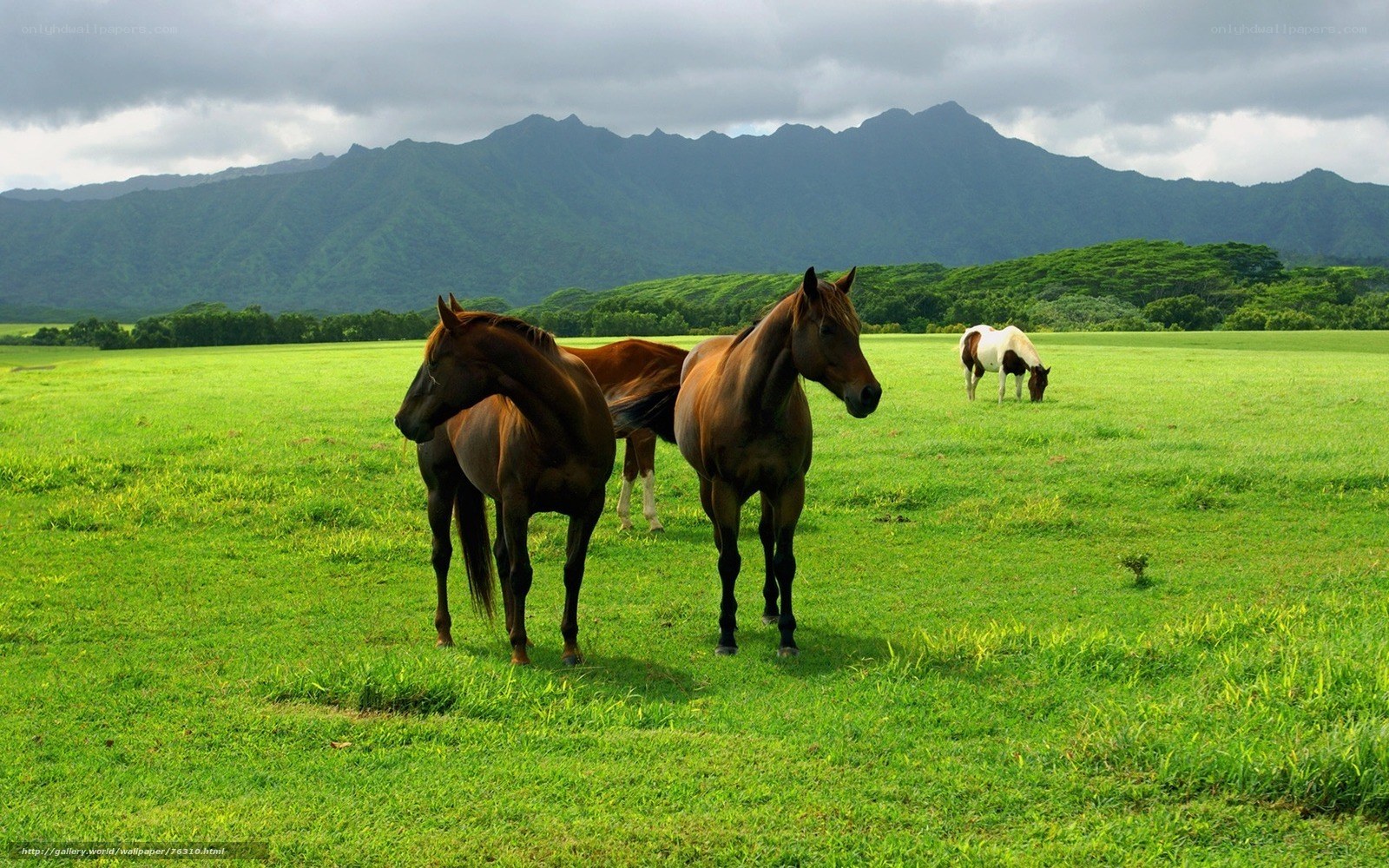 Horses grazing in a green field