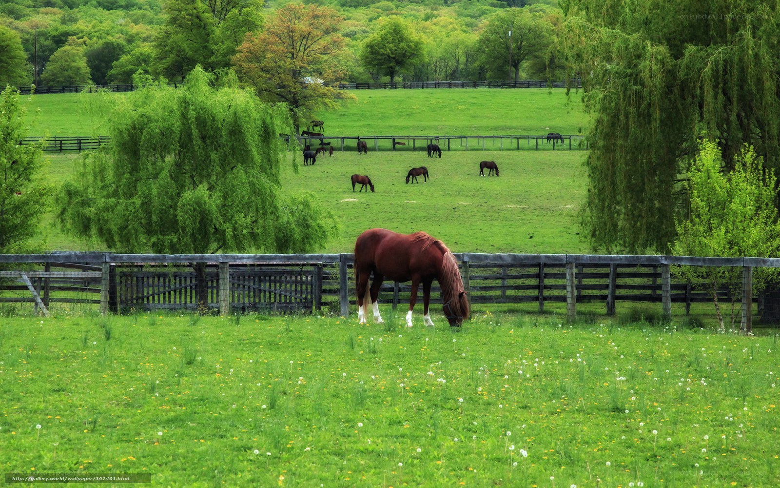 Horses grazing in a green pasture