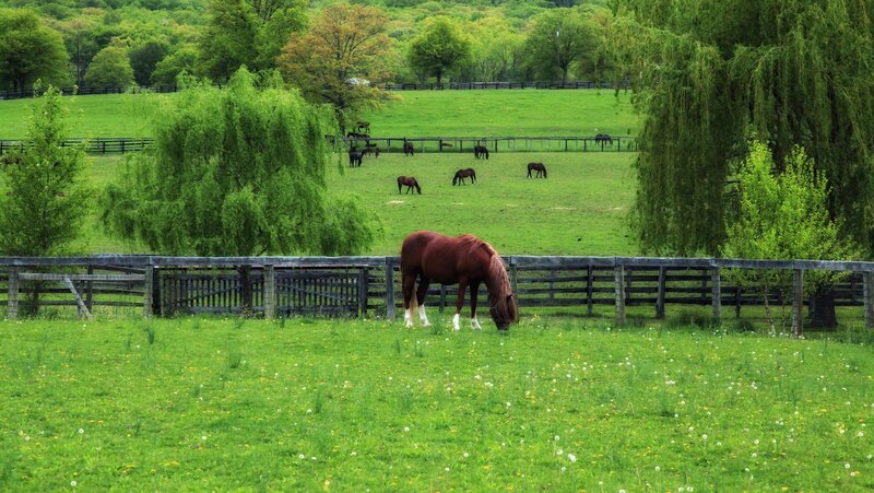 Horses grazing in a green pasture