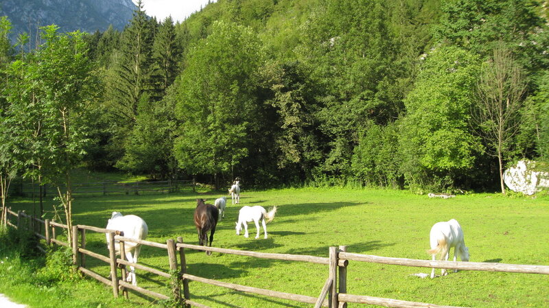 Horses grazing in a green pasture