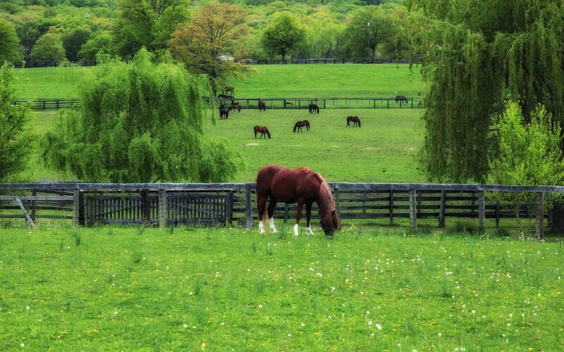 Horses grazing in a green pasture