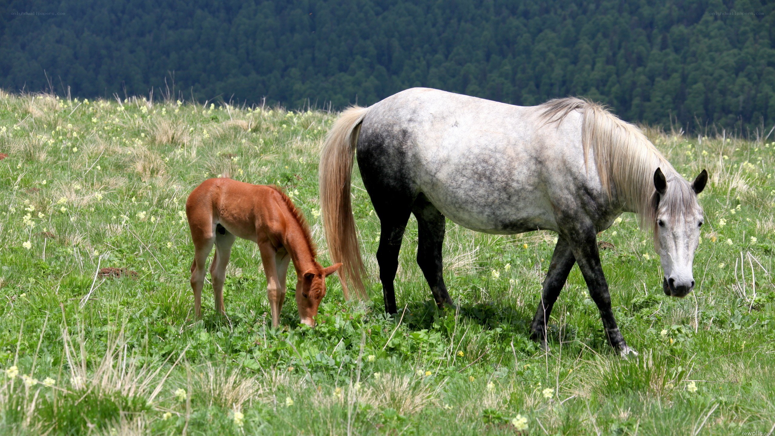 Horses grazing in a meadow